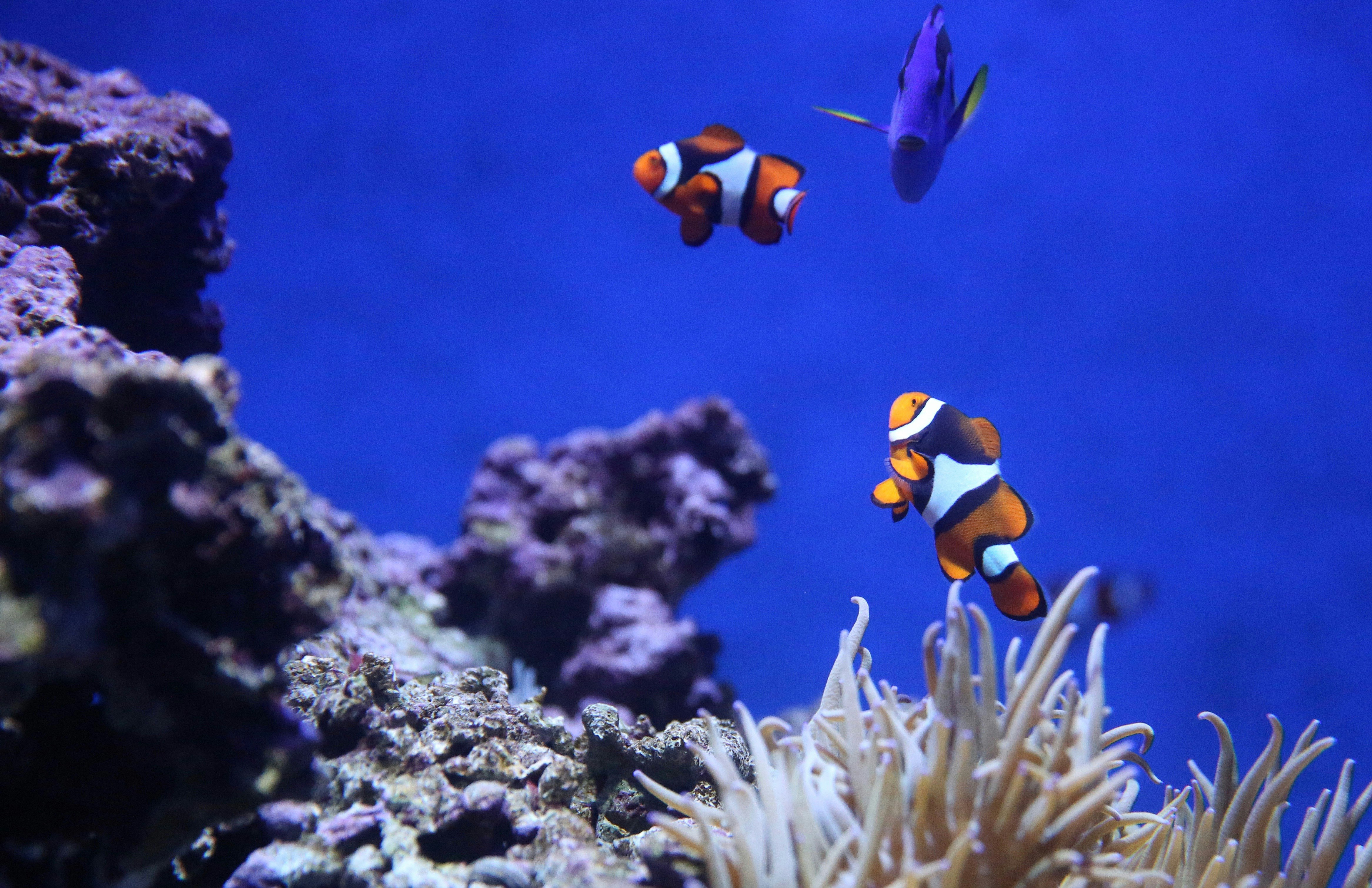 underwater photography of clown fish and blue thang